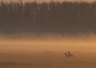 Two greylag geese (Anser anser) stand in the soft morning mist on a meadow, framed by a forest