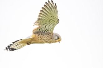 A Common Kestrel (Falco tinnunculus) soars high in the sky in free flight, dynamic movement, Dümmer