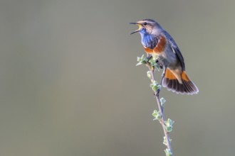 A bluethroat (Luscinia svecica) with colourful plumage sings on a branch in a natural environment,