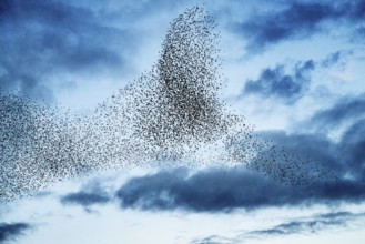Hüde, Lower Saxony, Germany, Large flock of starlings (Sturnus vulgaris) flying in cloudy sky,