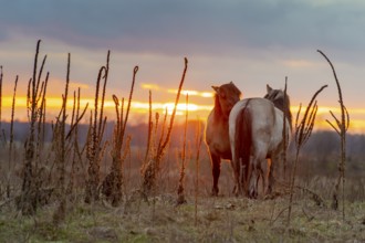 Two Konik horses, an ancient breed descended from Equus ferus ferus (Tarpan), stand in a meadow in