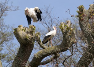 Two storks white storks (Ciconia ciconia) resting on an old tree under a blue sky on a warm spring