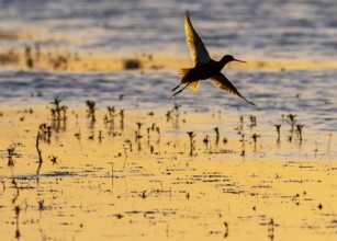 A redshank (Tringa totanus) flies just above the surface of the water in the golden light of