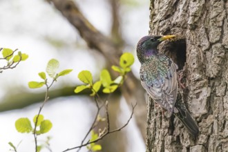 Starling (Sturnus vulgaris) at the entrance to its breeding den on a tree trunk Alder (Alnus
