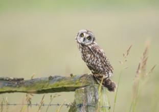 Short-eared owl (Asio flammeus) sitting on a fence post and looking attentively with its head
