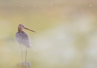 Black-tailed godwit (Limosa limosa) standing on a pole in a pastel-coloured landscape, peaceful