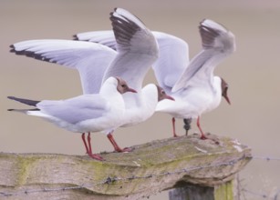 Three black-headed gulls (Larus ridibundus) landing on a fence, wings outstretched, Dümmer nature