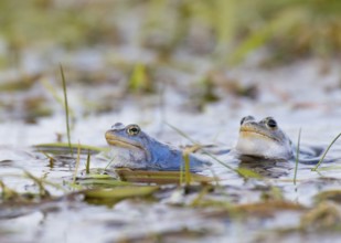Two moor frogs (Rana arvalis) in the water with plants in the background, Dümmer nature park Park,