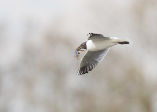 Black-headed Black-headed Gull (Larus ridibundus) in the air with a blue moor frog (Ranaarvalis) in