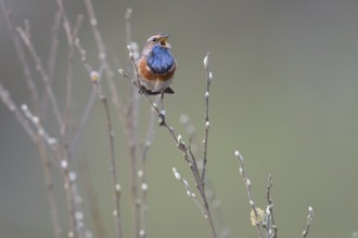 A bluethroat (Luscinia svecica) with colourful plumage sings on a branch in a natural environment,