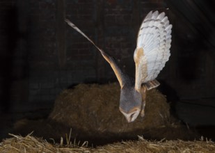 A barn owl (Tyto alba) flies in the dark over hay bales in a rural setting, Dümmer nature park