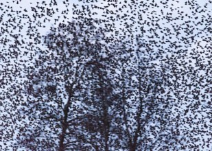 A dense flock of starlings (Sturnus vulgaris) circling around trees, the movement of the group is