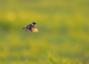 Stonechat (Saxicola rubicola) in flight against a blurred green background, Dümmer nature park