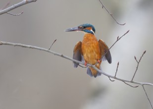 A kingfisher (Alcedo atthis) sits colourfully on a bare branch with a neutral background and shows