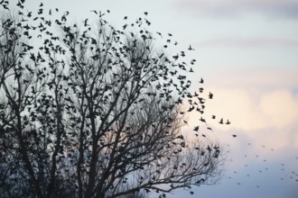 Large flock of starlings (Sturnus vulgaris) flying from a tree into the pastel evening sky, Dümmer