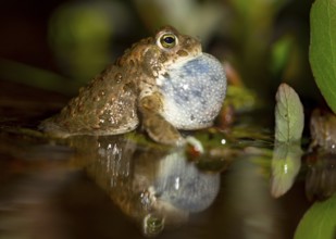 A natterjack toad (Bufo calamita) sits in the water with its throat inflated, surrounded by plants,