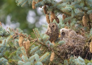 Two long-eared owls (Asio otus) sitting on a branch in a dense pine forest, on the left the adult,