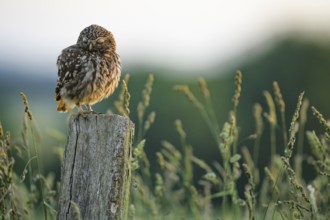 Little owl (Athene noctua) sits with closed eyelids on a wooden post in the middle of a blurred