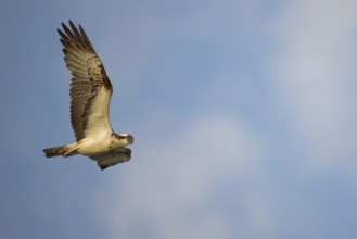 An osprey (Pandion haliaetus) flies majestically against a cloudy sky, bird of prey majestically in