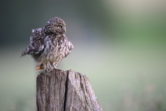 Little owl (Athene noctua) fluffs its feathers on a wooden post in the middle of a blurred meadow