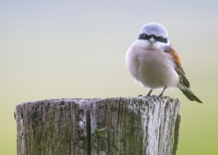 A male red-backed shrike (Lanius collurio) sitting on an old wooden pole branch with blurred