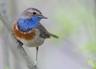 A bluethroat (Luscinia svecica) with colourful plumage sitting on a branch in a natural