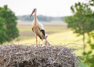 White stork (Ciconia ciconia) standing in a nest with a chick, surrounded by fields and trees,