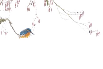 A kingfisher (Alcedo atthis) sits on a wintry branch of a black alder (Alnus glutinosa) with sparse
