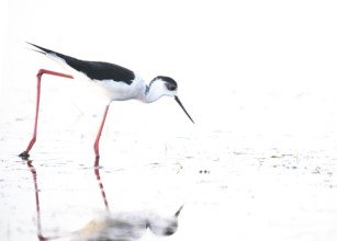 A black-winged Black-winged Stilt (Himantopus himantopus) searches for food in the water, its