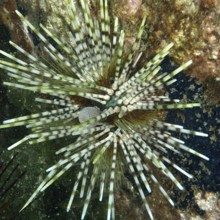 A sea urchin with striped spines, banded sea urchin (Echinothrix calamaris), on a rock in the sea.