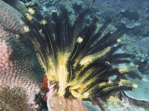 Bushy feather star, variable feather star (Comaster schlegelii) on coral, gives the picture a