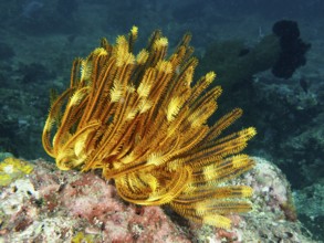 A bright yellow Bushy Feather Star, Variable Yellow Feather Star (Comaster schlegelii) on a coral