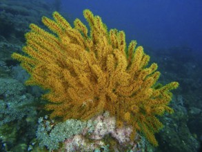 Bright yellow Bushy feather star, Variable feather star (Comaster schlegelii) in the blue water of