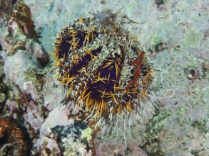 A sea urchin (Tripneustes gratilla) covered with remains lies on an underwater reef. Dive site