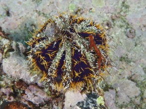 Orange-blue prickly sea urchin, peacock sea urchin (Tripneustes gratilla), on a rocky substrate in