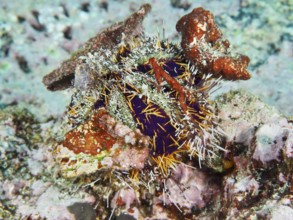 Spiny sea urchin (Tripneustes gratilla) is covered with pieces of coral. Dive site Toyapakeh, Nusa