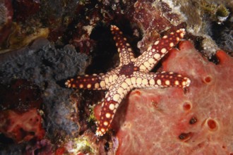 Reddish patterned starfish, pearl starfish (Fromia monilis), on a vivid red coral background. Dive