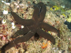 Dark brown starfish, Luzon starfish (Echinaster luzonicus), crawling over a rocky surface. Dive