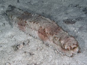 A sea cucumber, box sea cucumber (Thelenota anax) lies on a sandy seabed with a rough texture. Dive