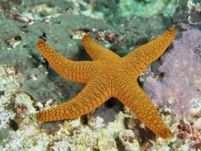 Bright orange-coloured starfish, Indian starfish (Fromia indica), stands out against the reef. Dive