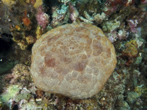 Large cushion starfish (Culcita novaeguineae) on the seabed surrounded by colourful corals. Dive