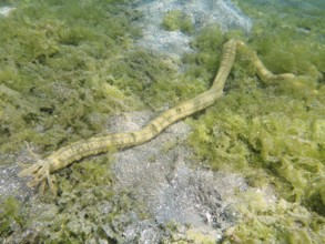 A serpentine sea creature, Feather mouth sea cucumber (Synapta maculata), crawls over algae and