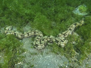 A long Feather mouth sea cucumber (Synapta maculata) meanders over seagrass in an underwater area.
