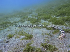 A long, snake-like Feather mouth sea cucumber (Synapta maculata) on a sandy seabed with algae. Dive