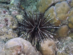 A contrasting sea urchin with sharp spines, banded sea urchin (Echinothrix calamaris), among corals