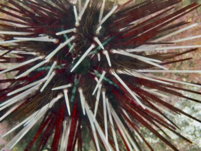 A sea urchin with long red and white spines, banded sea urchin (Echinothrix calamaris), under water