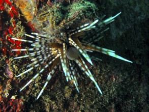 A colourful sea urchin with conspicuous spines, banded sea urchin (Echinothrix calamaris), on a