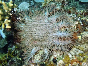 A spiny starfish, crown-of-thorns starfish (Acanthaster planci), lies on a colourful reef. Dive
