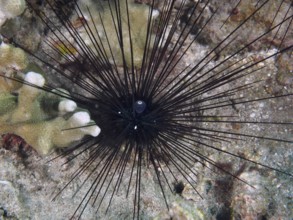 A black sea urchin with outspread spines, Diadema setosum, lies between corals on the bottom. Dive