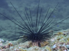 A sea urchin with long black spines, Diadem sea urchin (Diadema setosum), resting quietly on the